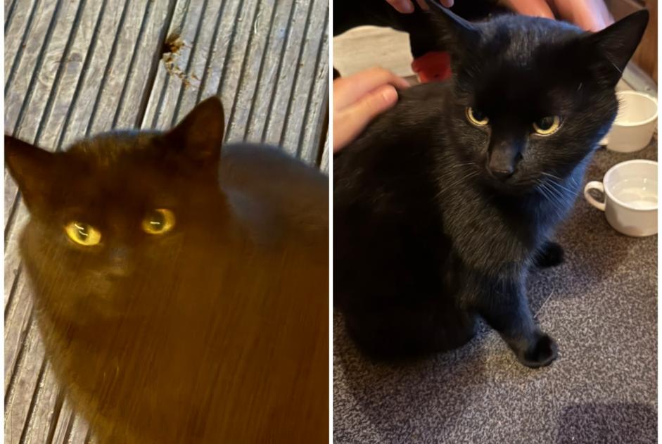 Fundmeldung Katze Unbekannt Beerze Niederlande