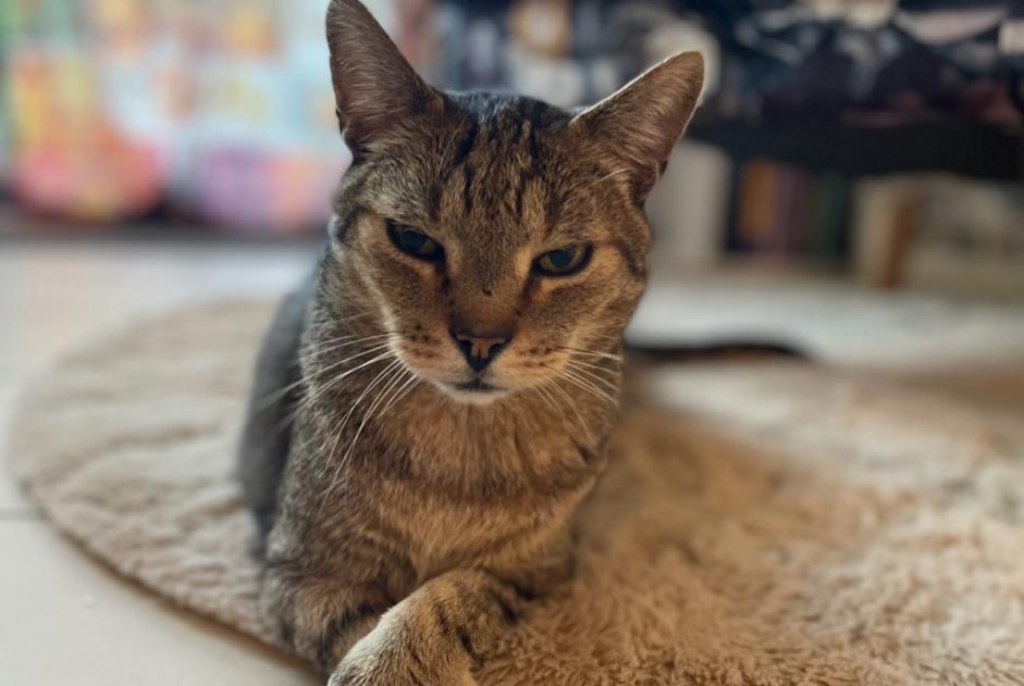 Vermisstmeldung Katze Männliche , 16 jahre Bruinisse Niederlande