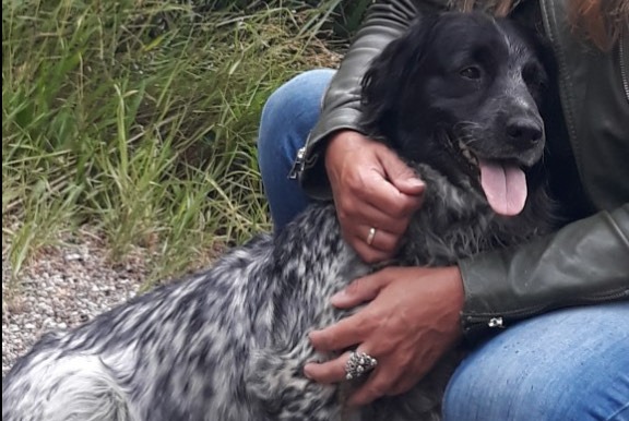 Disappearance alert Dog  Female , 0 years Kloosterhaar Netherlands