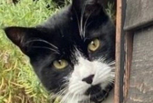 Disappearance alert Cat  Male , 6 years 1443 Champvent Switzerland