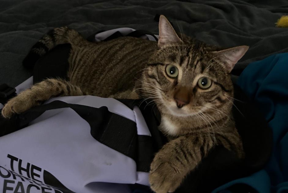 Disappearance alert Cat  Male , 1 years Val-de-Ruz Switzerland