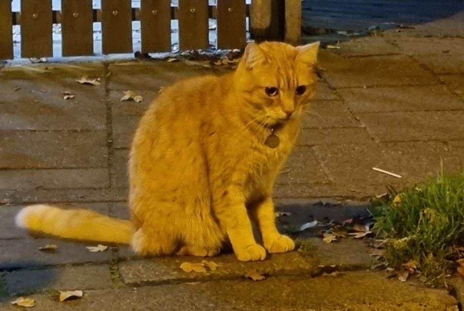 Alerta de Hallazgo Gato Desconocido Delft Países Bajos