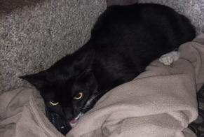 Alerta de Hallazgo Gato Desconocido Rotterdam Países Bajos