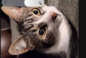 Alerta de Desaparición Gato Macho , 11 años Nieuw-Vennep Países Bajos