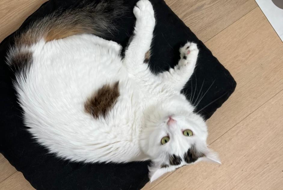 Alerte Disparition Chat croisement Mâle , 2 ans Amsterdam Pays-Bas