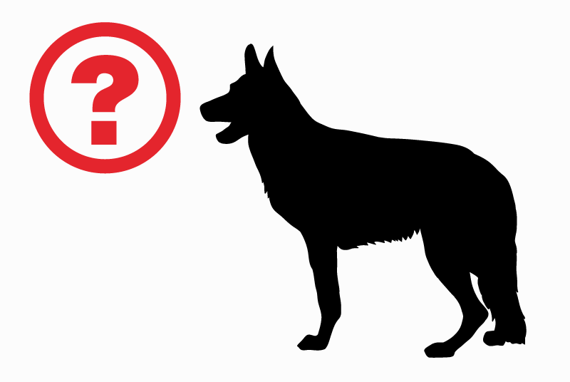 Alerte Découverte Chien  Femelle Bourges France