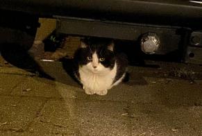 Avviso Ritrovamento Gatto  Non conosciuta Rotterdam Paesi Bassi