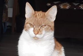 Avviso scomparsa Gatto incrocio di razze Femmina , 1 anni Buurse Paesi Bassi
