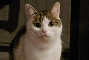 Verdwijningsalarm Kat Vrouwtje , 5 jaar Valkenswaard Nederland