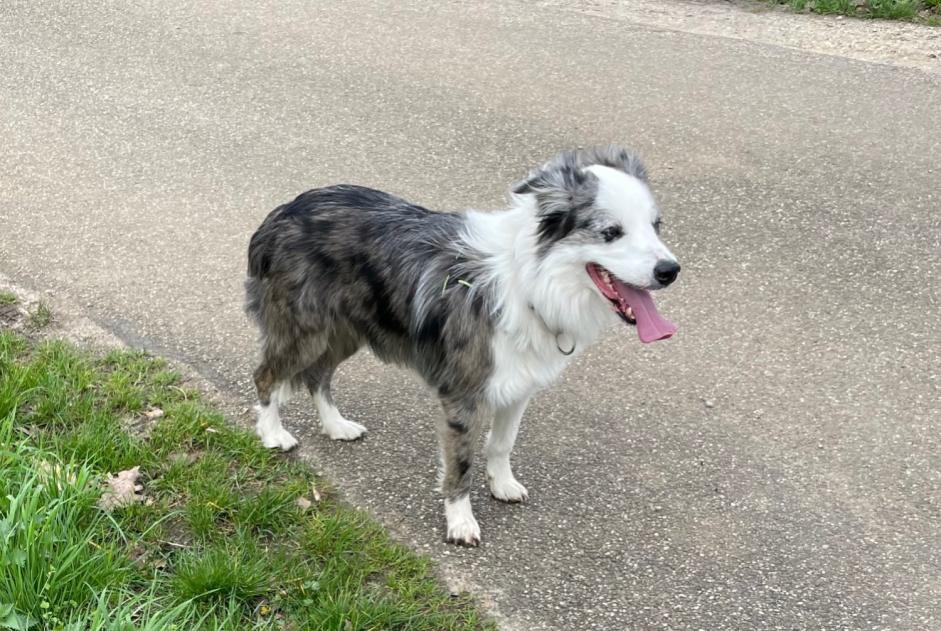 Alerta desaparecimento Cão  Fêmea , 4 anos Ouddorp Netherlands