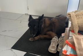 Alerta descoberta Cão  Macho Doesburg Netherlands