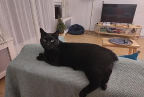 Alerta desaparecimento Gato  Macho , 2 anos Zoetermeer Netherlands